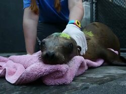 Malnourished Sea Lions Continued To Be Rescued Off California Shores Stock Footage
