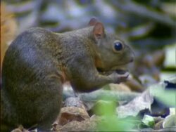 Squirrel, CU squirrel eating Dipteryx seed on forest floor, Panama Stock Footage