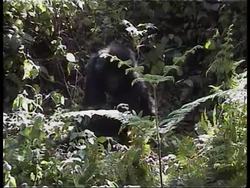 RWANDA: GORILLAS AT VOLCANOES NATIONAL PARK (V) News Clip