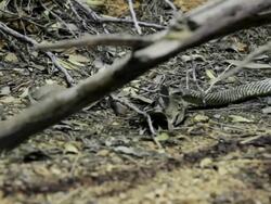 MS View of Profile snake slithers under some sticks / Northern Territory, Australia Stock Footage
