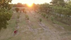 Sunset or sunrise at a small fruit orchard and vegetable garden Stock Footage