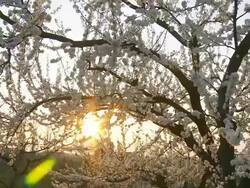 HD: Spring Fruit Trees Stock Footage