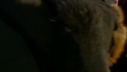 Sled dogs crowd together in a wagon. Stock Footage