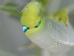 Caterpillar Stock Footage