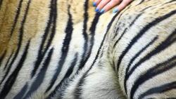 women hand touch tiger skin Stock Footage