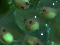 BCU Tadpole of Red-eyed Tree Frog (Agalychnie callidryae) within frogspawn, Costa Rica Stock Footage