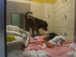 Dogs Inside Kennel News Clip