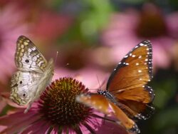 CU SLO MO Shot of Megisto rubricata, gray spotted butterfly and Queen orange butterfly feeding together on pink daisy / Santa Barbara, California, United States Stock Footage