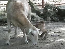 Feeding the young  60i Stock Footage