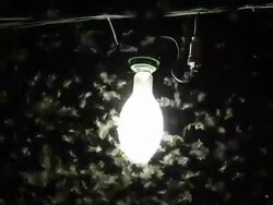Bulb with swarming insects Stock Footage