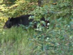 HD: Canadian Black Bear Stock Footage