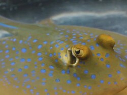 Bluespotted ribbontail ray Stock Footage