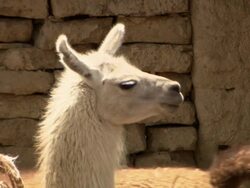 Camera moves to 3 different Llamas in large group, Bolivia Stock Footage