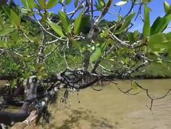 Mangrove forest Stock Footage