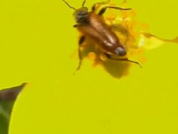 Beetle Stock Footage