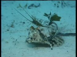 CU male Fingered Dragonet head, zoom out to Fingered Dragonet moving across seabed, Mabul, Borneo, Malaysia Stock Footage