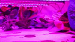 TED: This computer will grow your food in the future | Caleb Harper Instructional Video