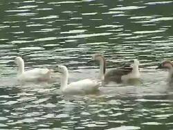Block shot group of ducks swimming bhimtal lake nainital  Stock Footage