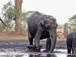 MS SLO MO African Elephant, loxodonta africana, Group spraying water and mud at drinking pool near Chobe River / Chobe Game Reserve, Botswana, South Africa Stock Footage