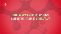 Metabolism & Nutrition, part 2: Crash Course A&P Instructional Video