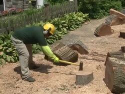 Tree Removal as a precaution for future storms Stock Footage