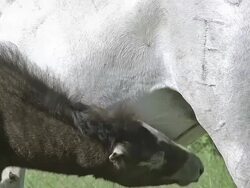 MS Shot of Camargue horse and foal suckling / Saintes Marie de la Mer, Camargue, France Stock Footage