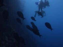 W/S underwater, group of trigger fish and recreational divers Stock Footage