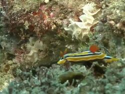 CU Nudibranch lying and resting on rock covered with seaweed and bryozoans / Matola, Maputo, Mozambique Stock Footage