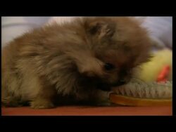 Tinkerbell - the world's tiniest pooch! News Clip