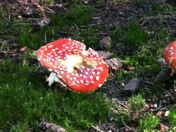 PAL: Fly Agaric Mushrooms Stock Footage