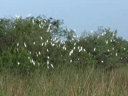 Egret Rookery in a Wetland Stock Footage