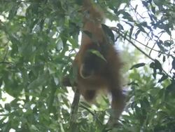 MS Orang utan juvenile in tree eating / Bukit Lawang, North Sumatra, Indonesia Stock Footage