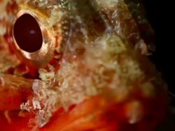 Scorpionfish venomous marine fish Stock Footage