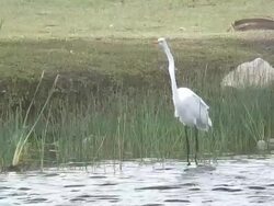 Great egret in the wind  60i Stock Footage