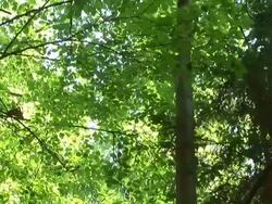 HD: Forest treetops Stock Footage