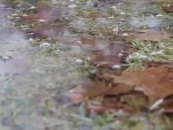 Detailed tracking shot of wet grass and leaves in the rain. - Model Released - 1920x1080 - HD Stock Footage