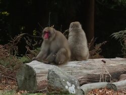 Japanese Macaques mating, Kinkazan Island, Japan Stock Footage