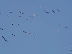 Flock of Sandhill Cranes fly overhead, away from camera,  against blue sky. Stock Footage