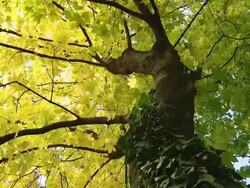 HD DOLLY: Beautiful Maple Tree Stock Footage
