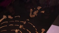 CLEAN : New Ethiopia museum opens to mark 40 yrs since Lucy discovery News Clip