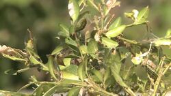 caterpillars Stock Footage