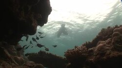 Fish and a snorkeler swim around corals in the Mekong River. Stock Footage