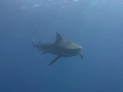 Tiger Shark (Galeocerdo cuvier) Stock Footage