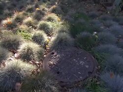 Clumps of grass surround a sewer cover. Stock Footage