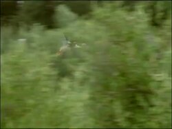 White Stork (Ciconia ciconia) flying in to land, Dehesa de Abajo (Puebla del Rio, Sevilla), Andalucia, Spain Stock Footage