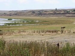 Sevan lake, cows in th elake Stock Footage