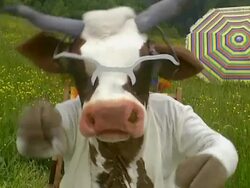 Close up of cow Stock Footage