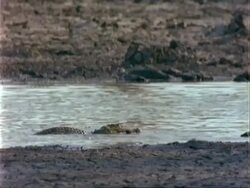 Crocodile, MS in river with fish in mouth, shakes fish to kill it, then eats it Stock Footage