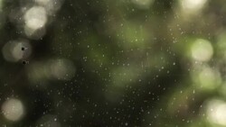 Spider Web in the rain Stock Footage