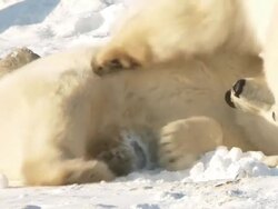  MS TS Two polar bears play fighting in snow / Churchill, Manitoba, Canada  Stock Footage